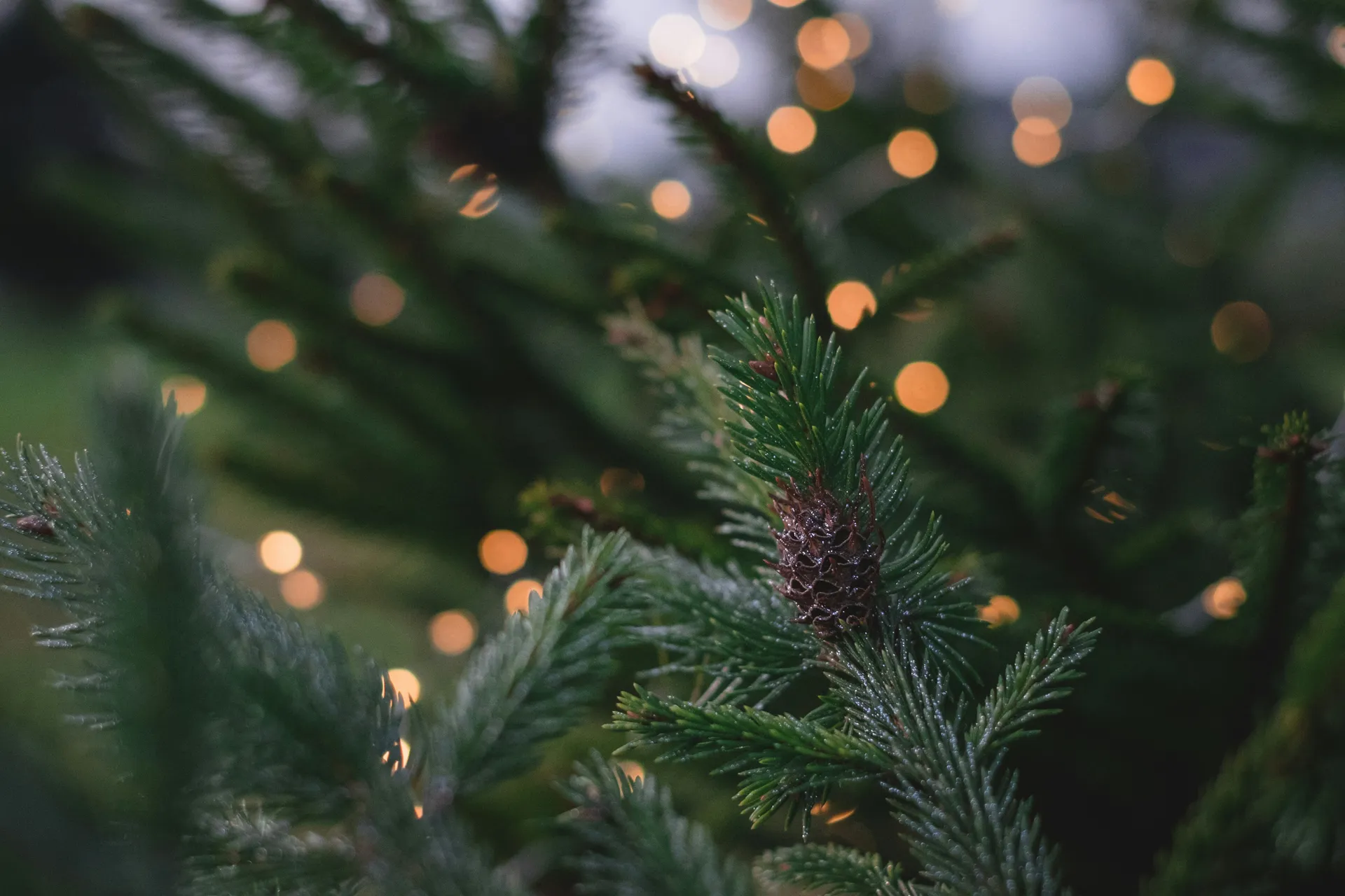 Christmas tree at the festival